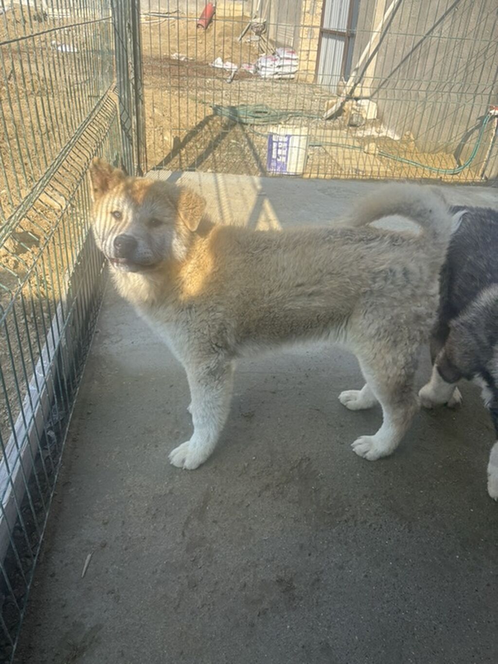 Akita-inu, 6 ay, Erkek - şəkil 2