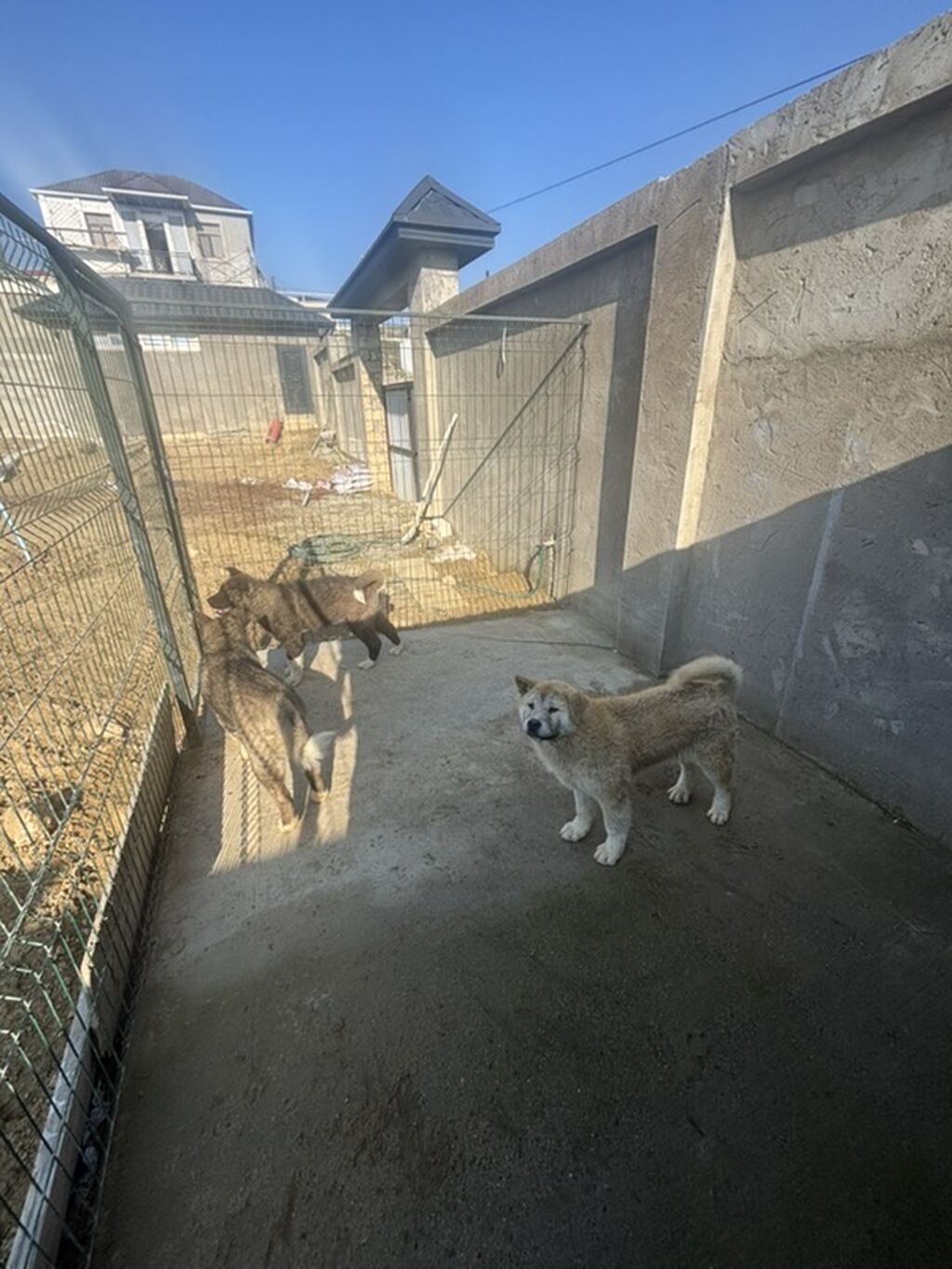 Akita-inu, 6 ay, Erkek - şəkil 3