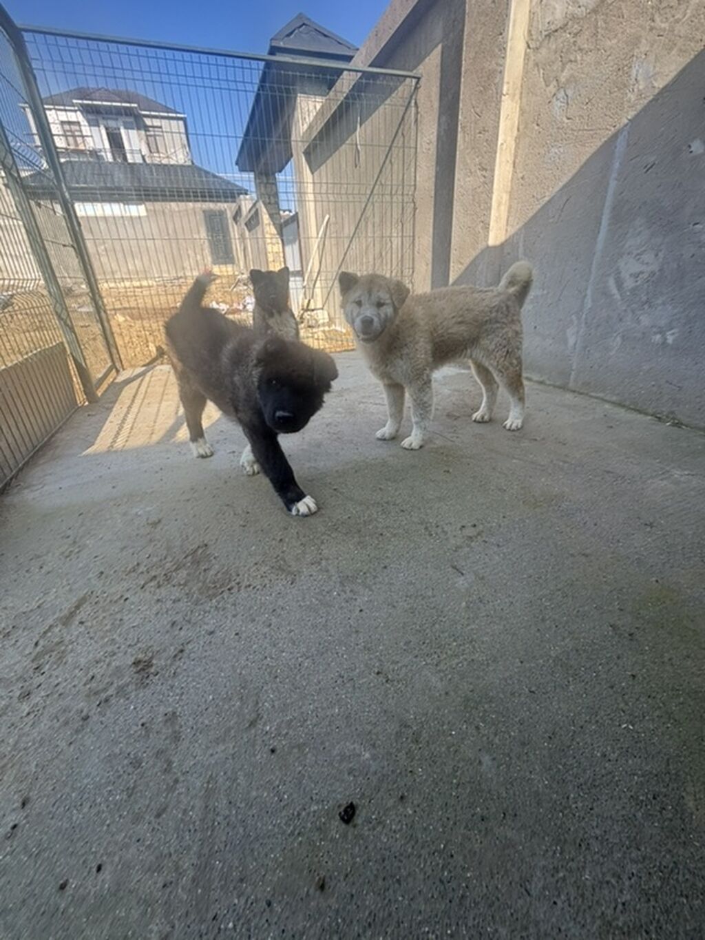 Akita-inu, 6 ay, Erkek - şəkil 4