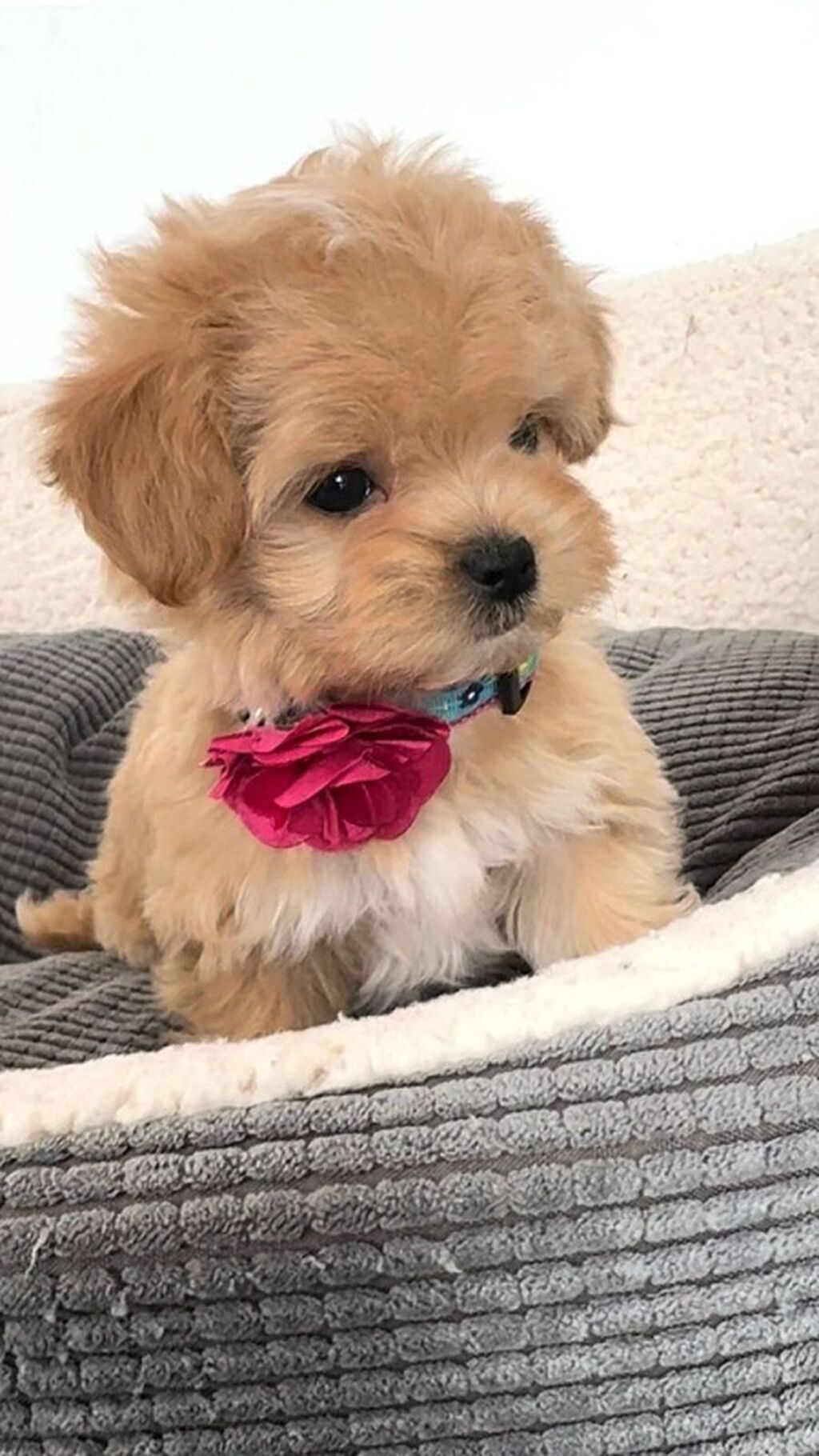 Malta bolonka, 2 ay, Ödənişli çatdırılma, Ünvandan götürmə, Rayonlara çatdırılma