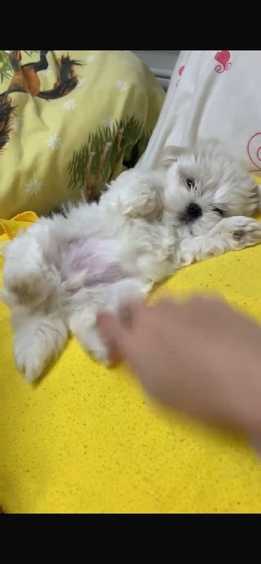 Malta bolonka, 2 ay, Ödənişli çatdırılma, Ünvandan götürmə, Rayonlara çatdırılma - şəkil 2