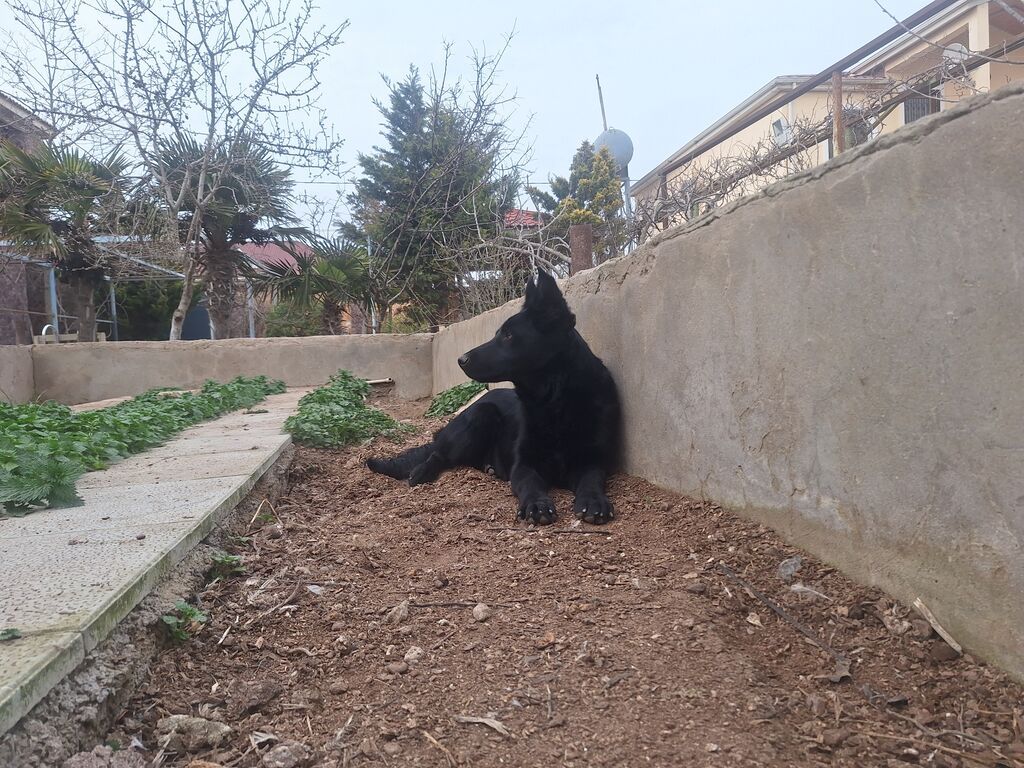 Alman çoban iti, Peyvəndli - şəkil 2