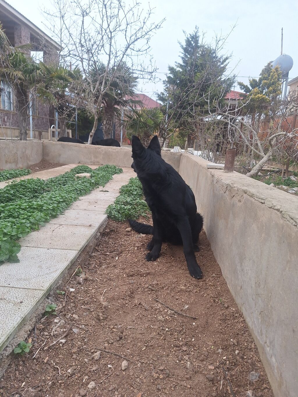 Alman çoban iti, Peyvəndli - şəkil 3