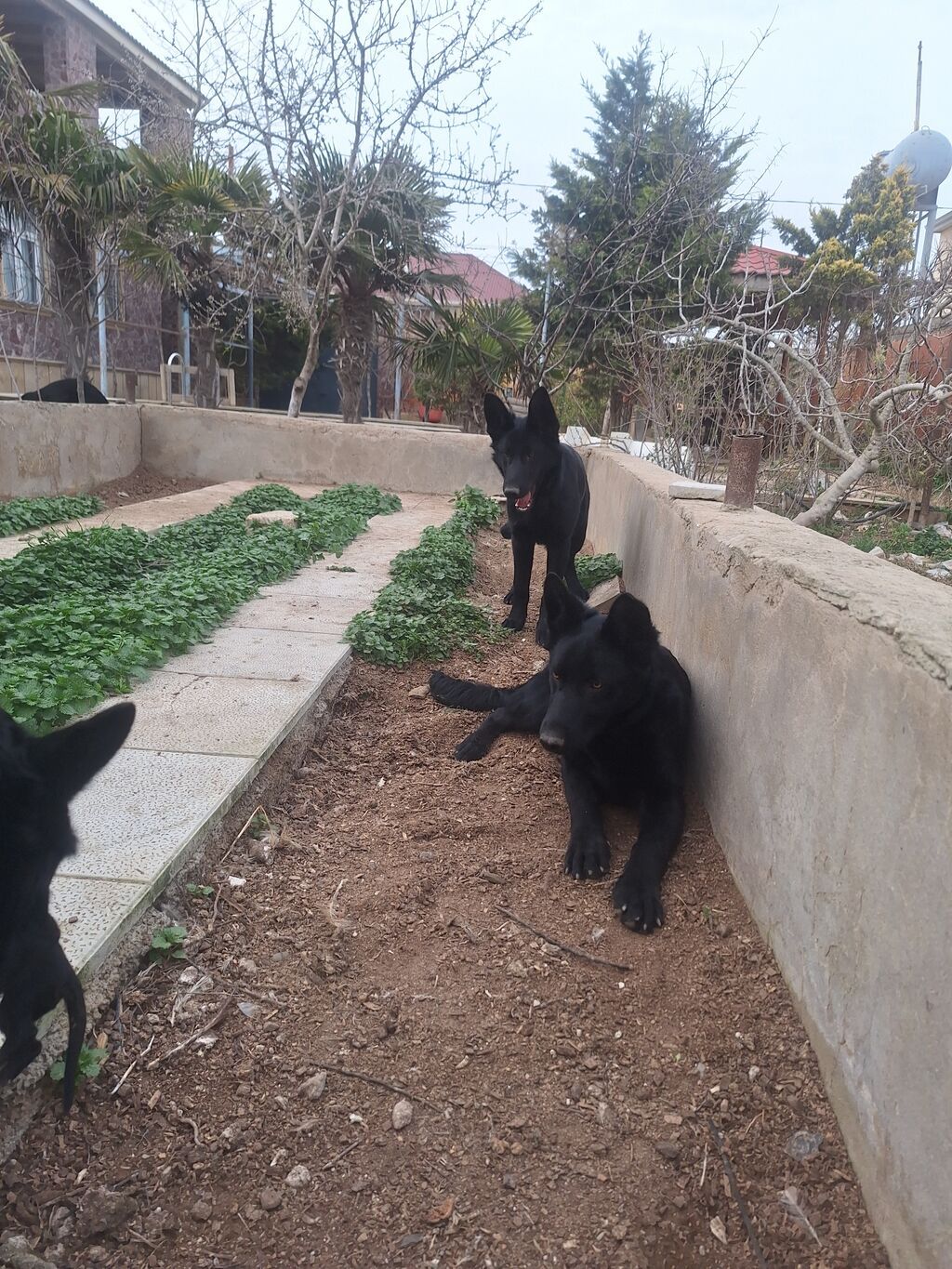 Alman çoban iti, Peyvəndli - şəkil 4