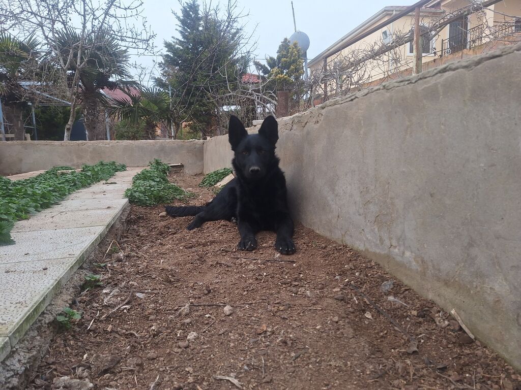 Alman çoban iti, Peyvəndli - şəkil 5