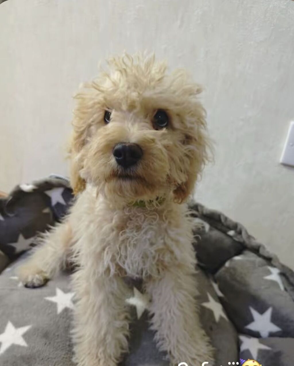 Pudel, Peyvəndli - şəkil 2