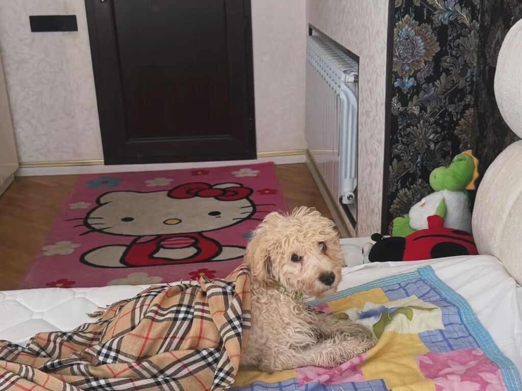 Pudel, Peyvəndli - şəkil 3