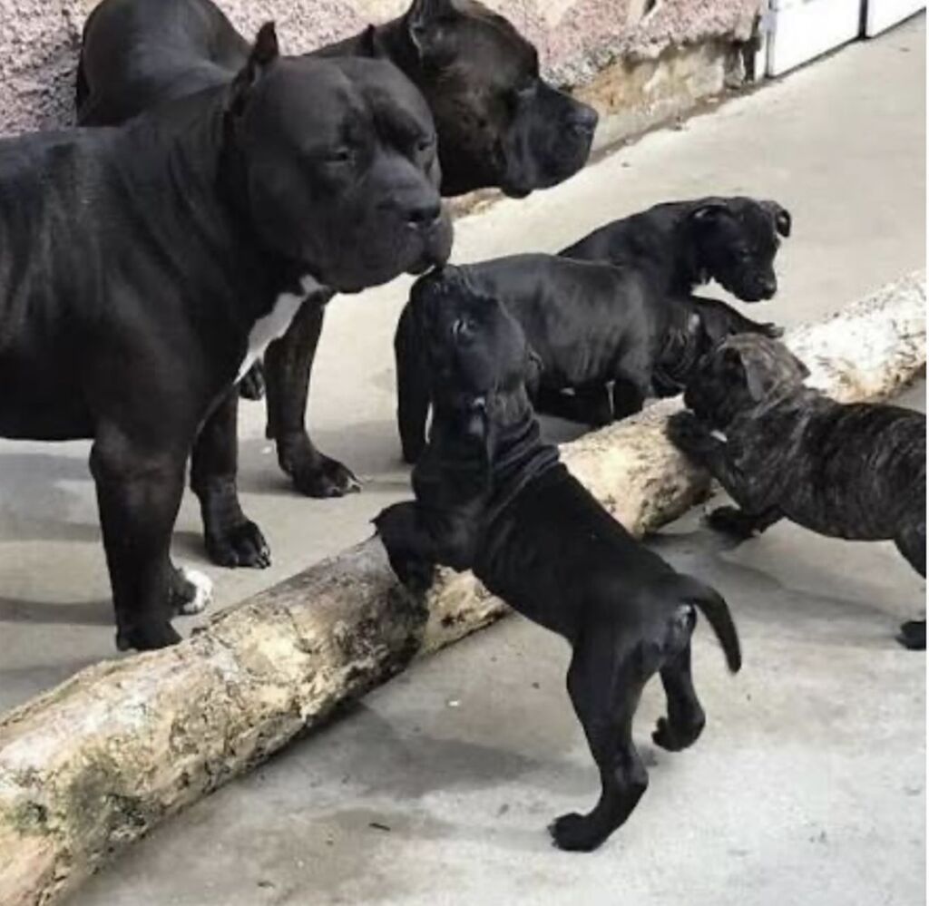 🐾 Sevimli Pitpul Balaları Satılır! 🐾 ✨ Doğum tarixi: 5 📍 Yaşı