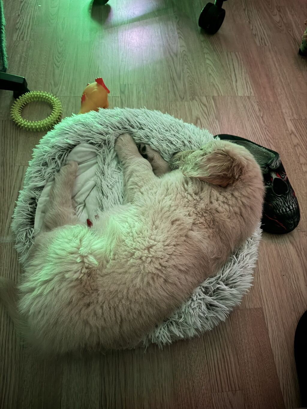 Retriever, 2 ay, Erkek, Peyvəndli - şəkil 2