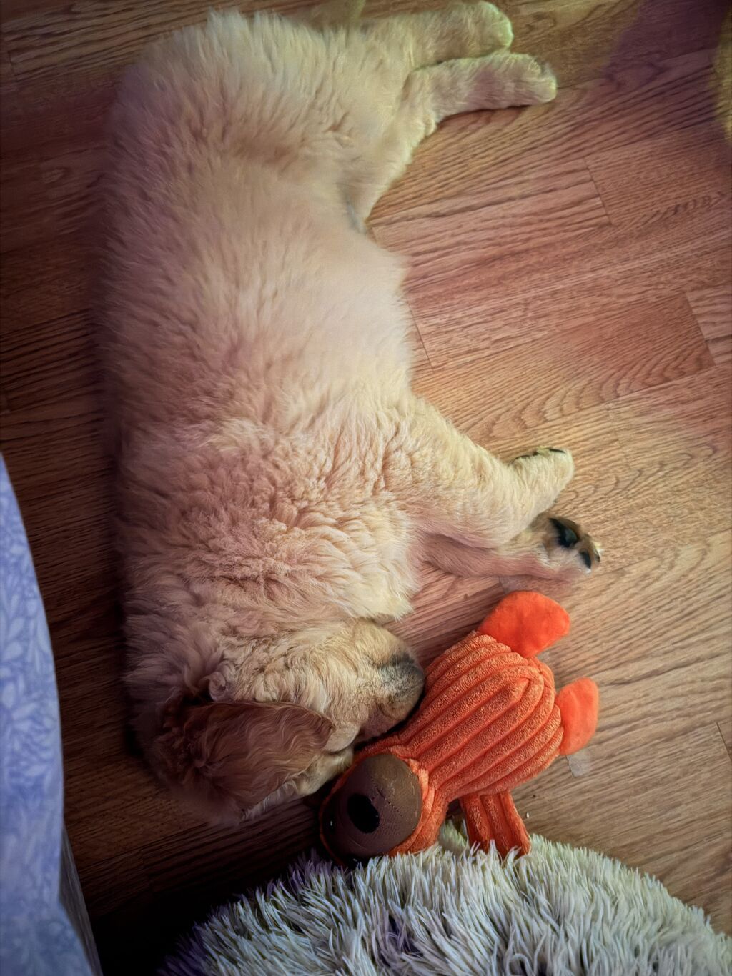 Retriever, 2 ay, Erkek, Peyvəndli - şəkil 3