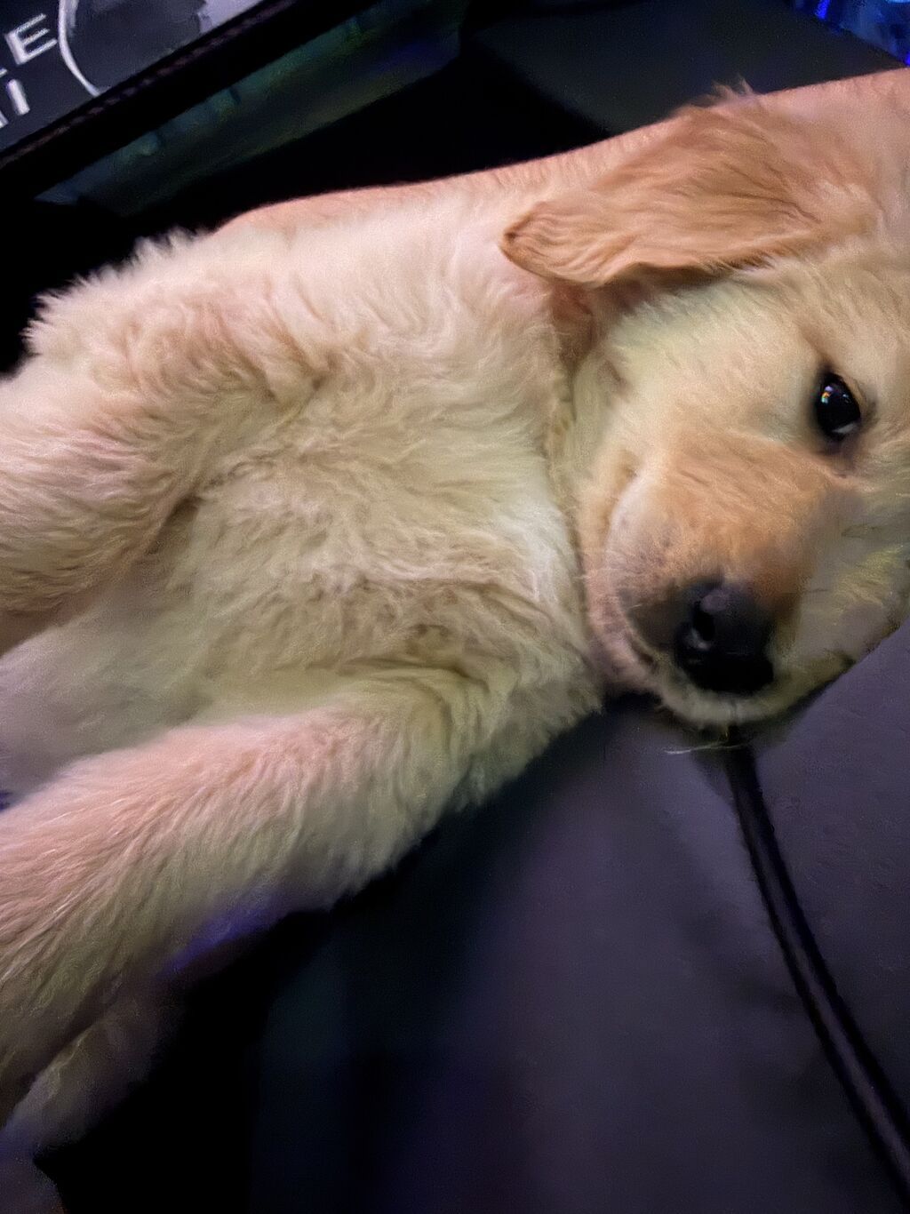 Retriever, 2 ay, Erkek, Peyvəndli - şəkil 4