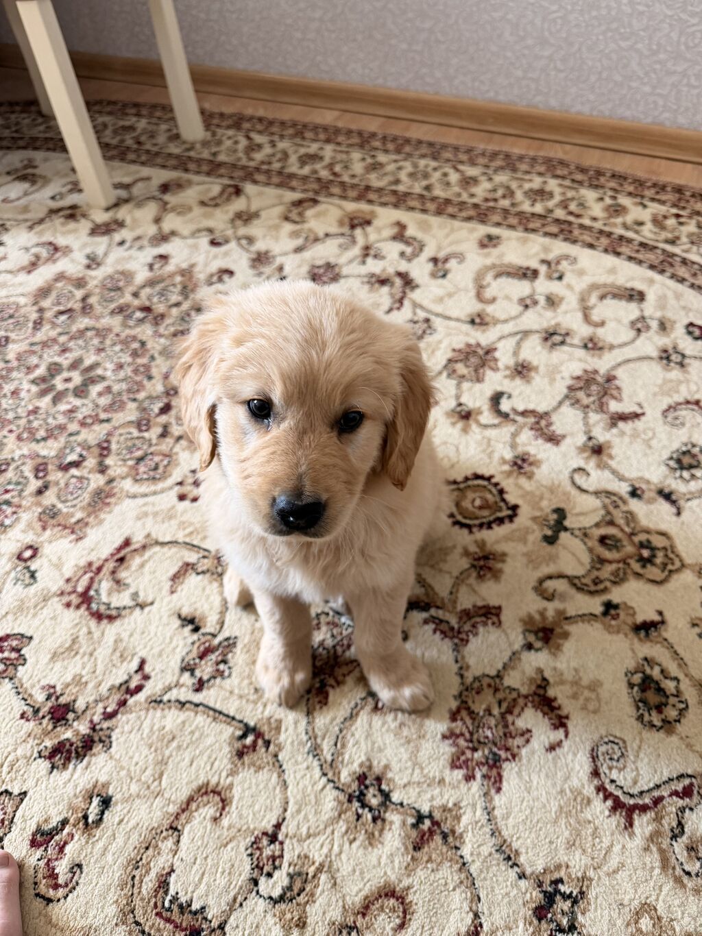 Retriever, 2 ay, Erkek, Peyvəndli - şəkil 5