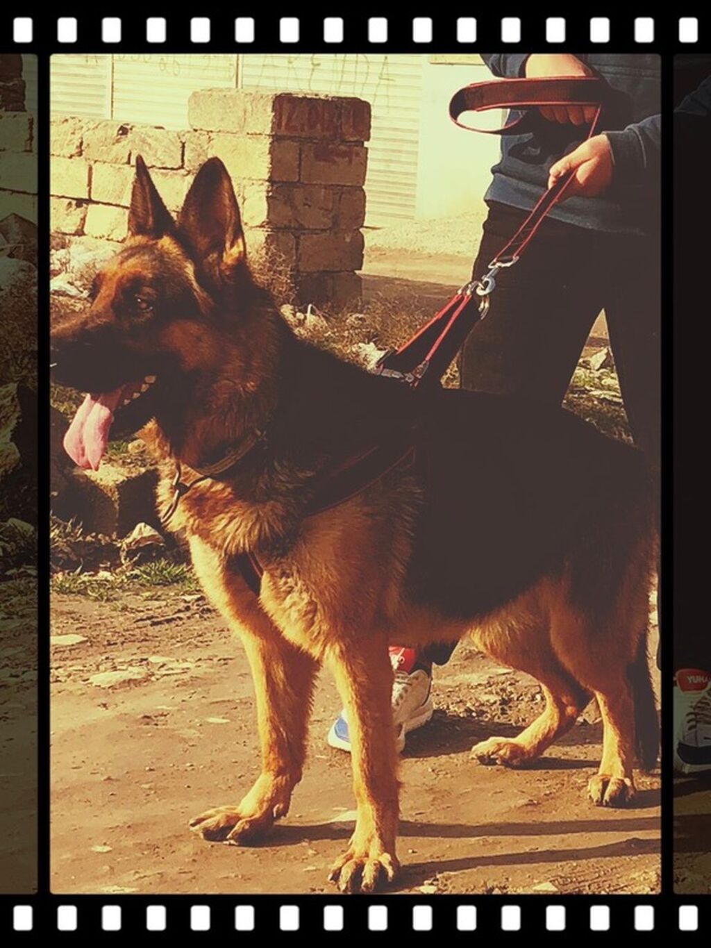 Alman çoban iti, Dişi