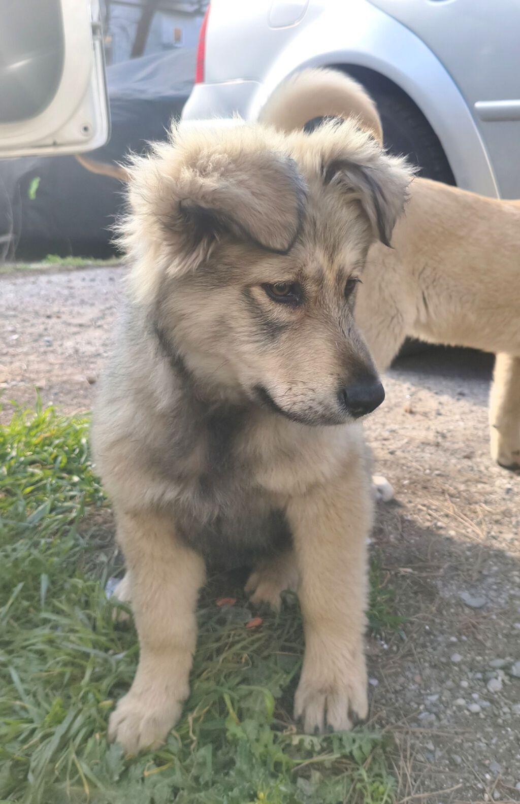 Pulsuz çatdırılma