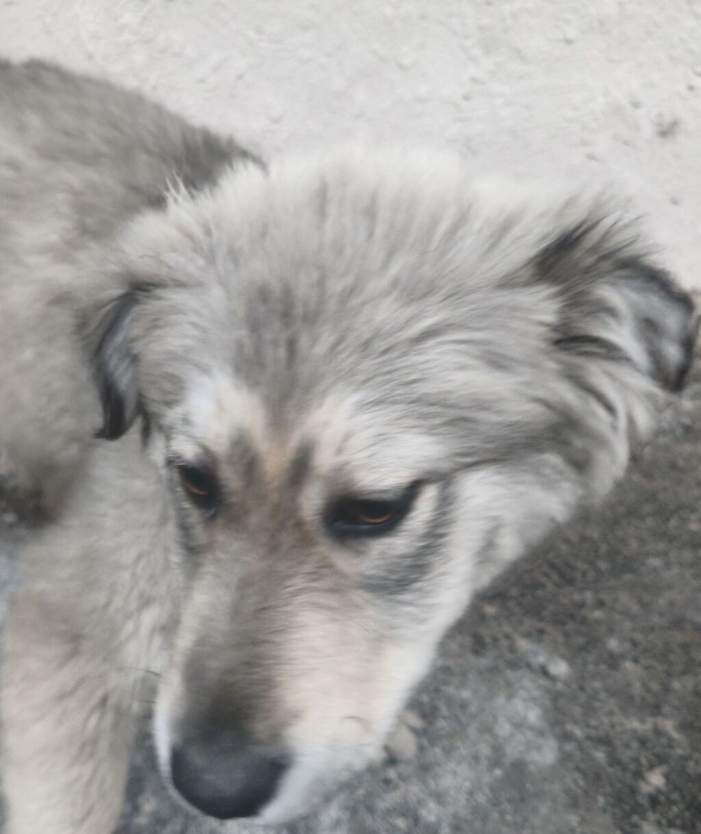 Pulsuz çatdırılma - şəkil 2