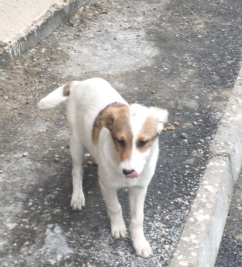 Pulsuz çatdırılma - şəkil 4