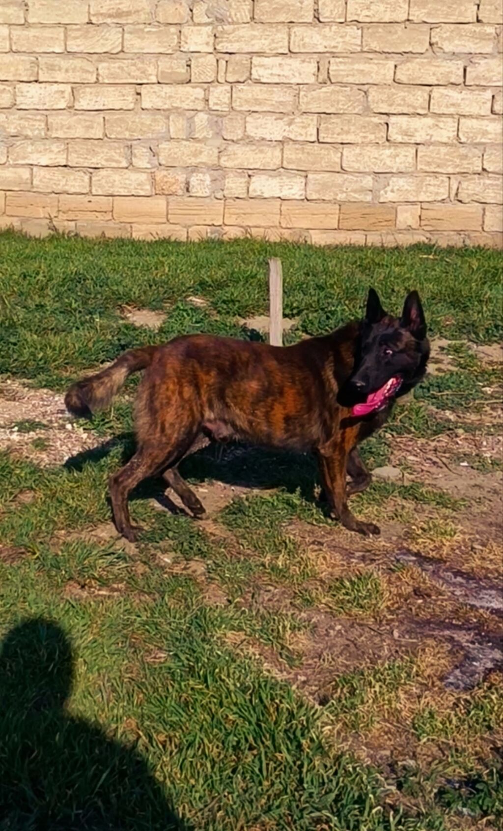 Belçika çoban iti, 11 ay, Erkek, Peyvəndli, Ünvandan götürmə