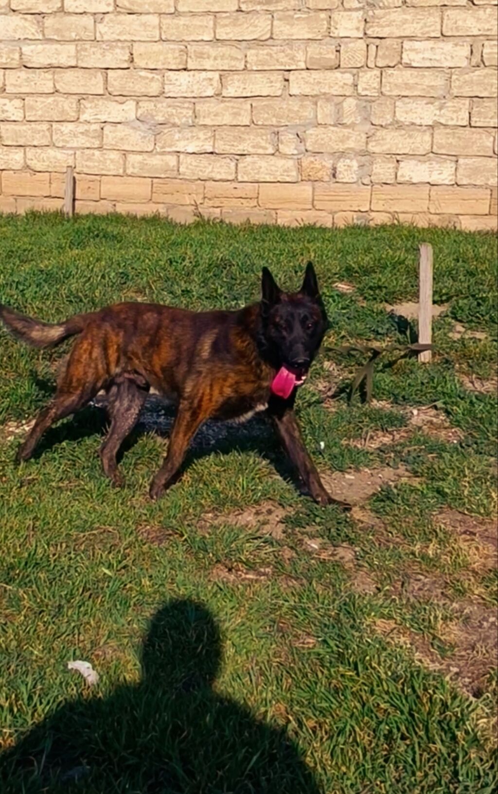 Belçika çoban iti, 11 ay, Erkek, Peyvəndli, Ünvandan götürmə - şəkil 2