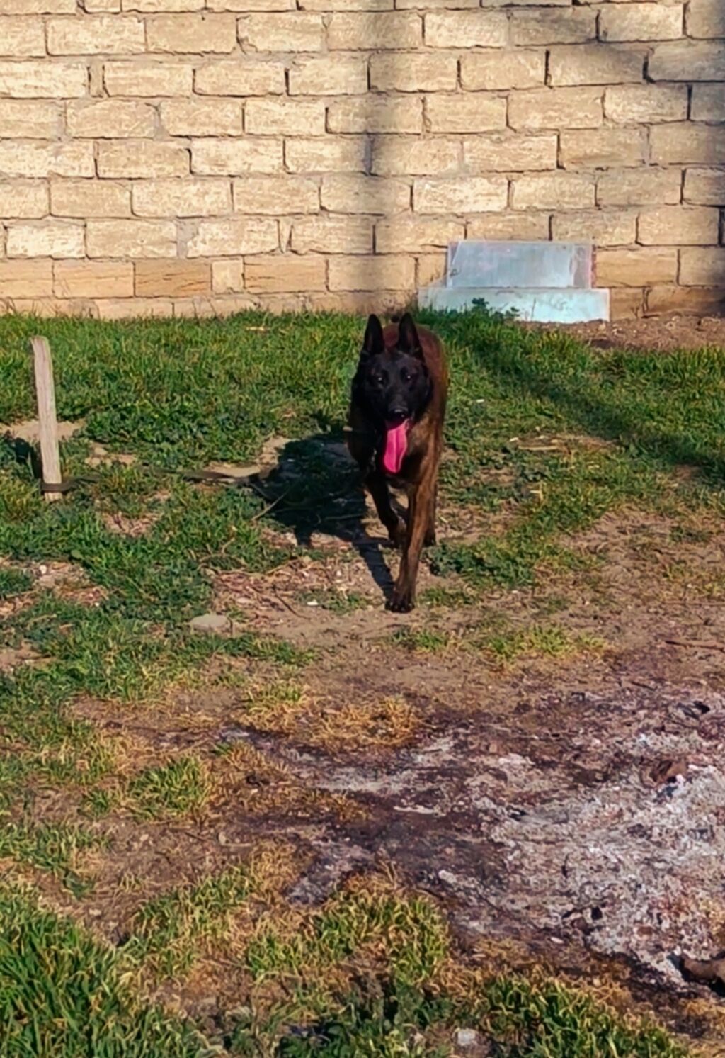 Belçika çoban iti, 11 ay, Erkek, Peyvəndli, Ünvandan götürmə - şəkil 3