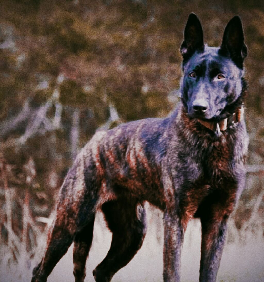 Belçika çoban iti, 11 ay, Erkek, Peyvəndli, Ünvandan götürmə - şəkil 4