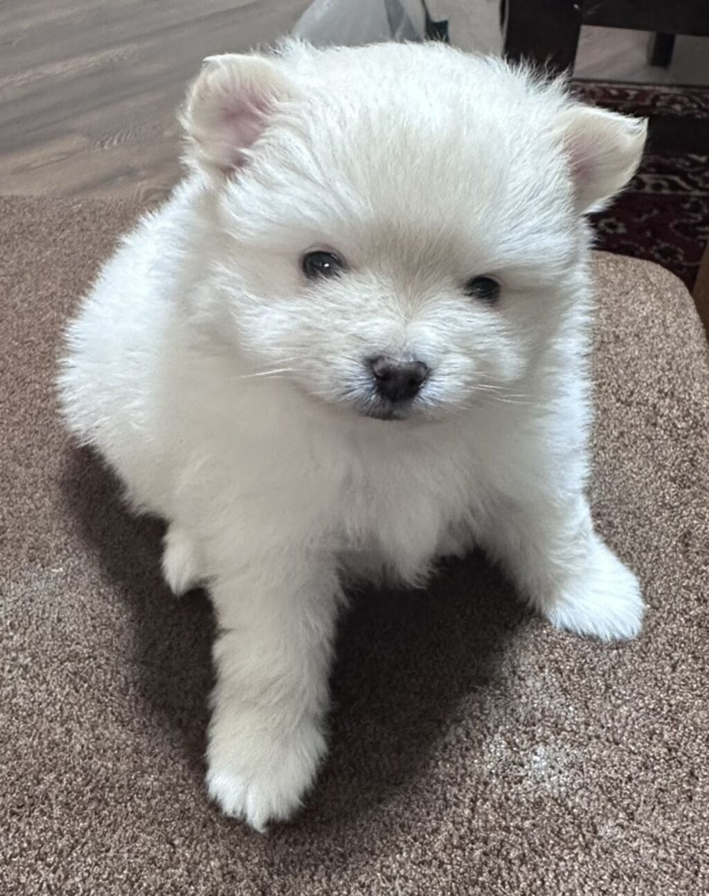 Şpitz, 3 ay, Erkek, Peyvəndli