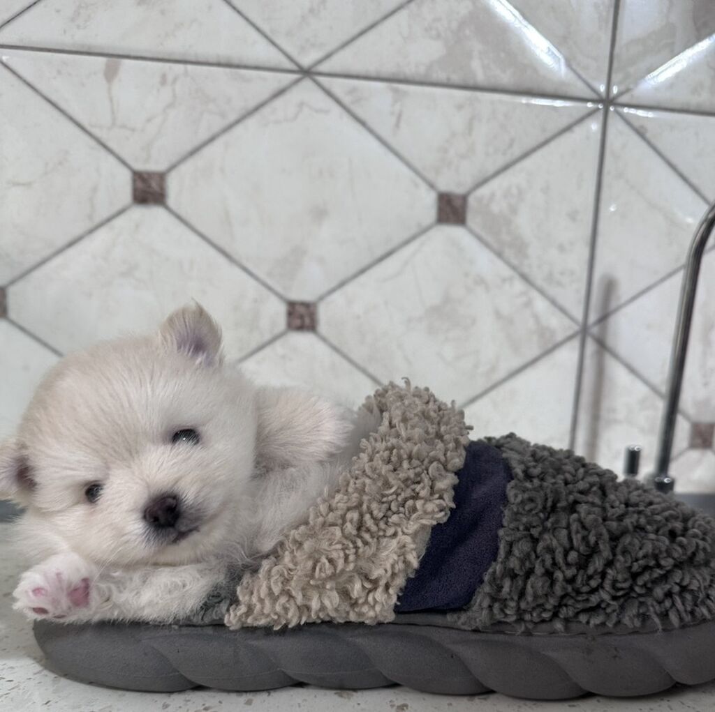 Şpitz, 3 ay, Erkek, Peyvəndli - şəkil 2