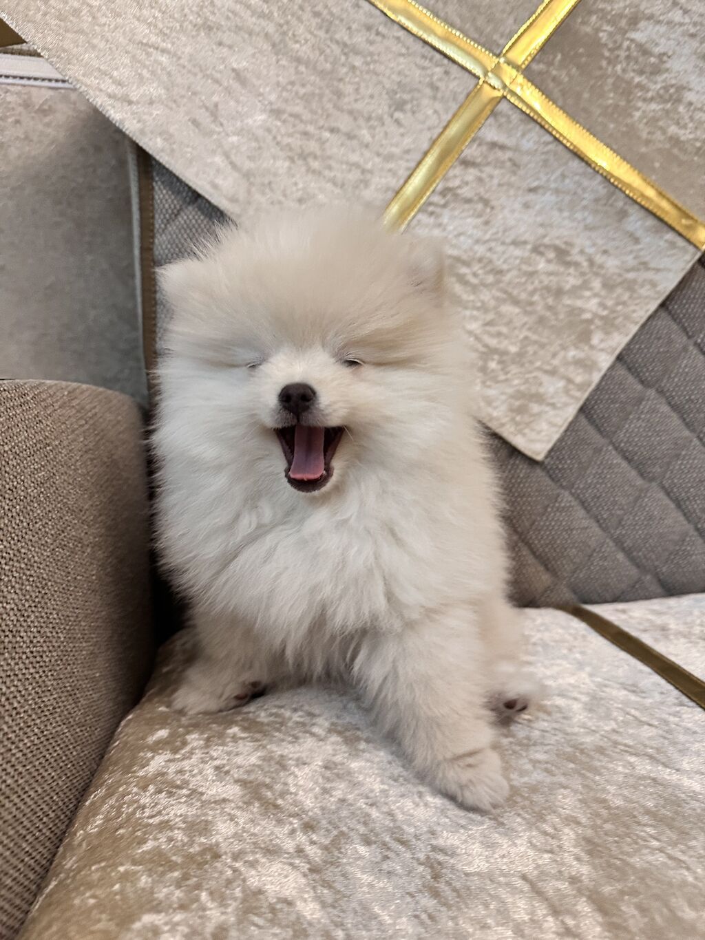 Şpitz, 3 ay, Erkek, Peyvəndli - şəkil 3