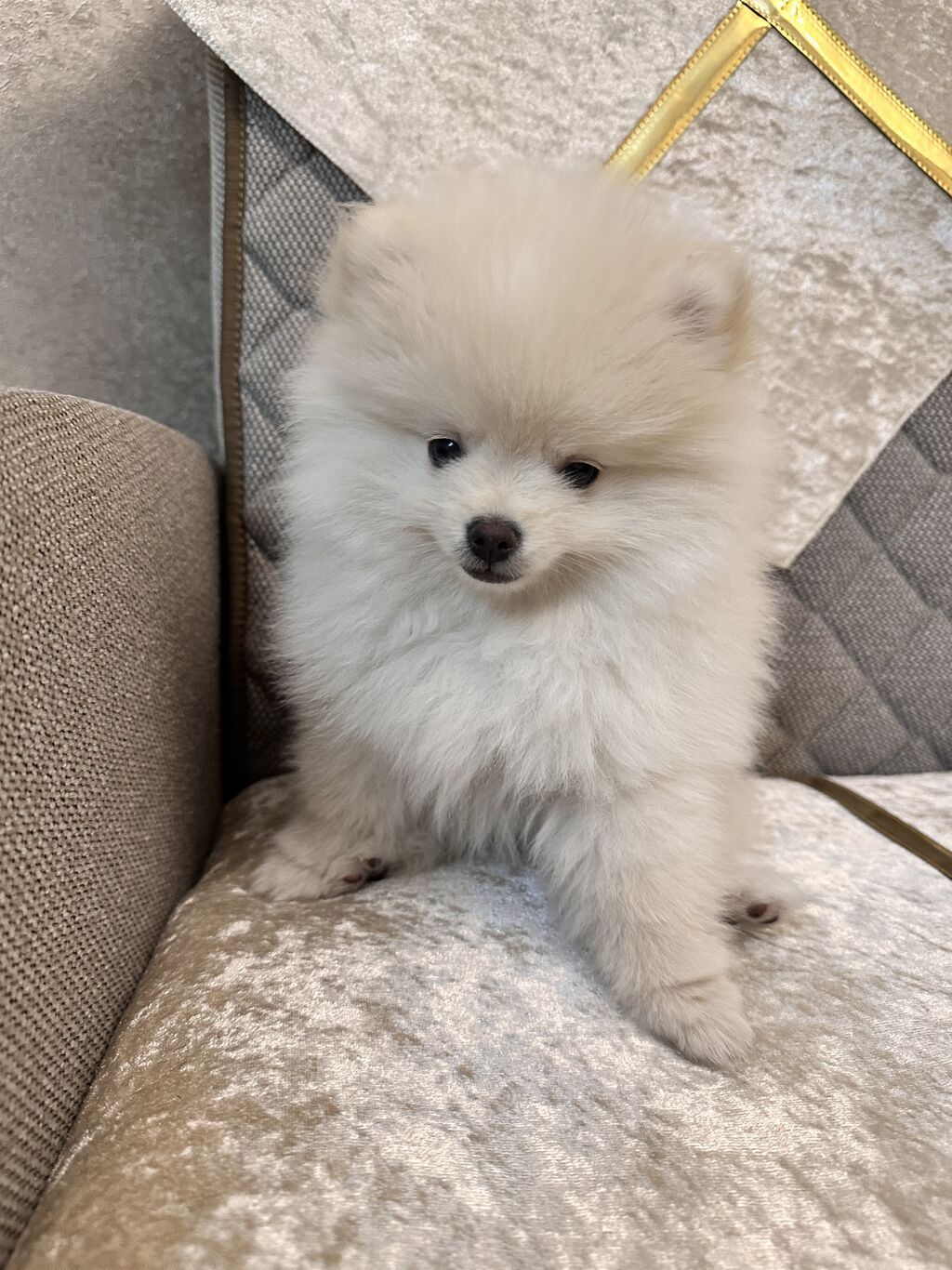 Şpitz, 3 ay, Erkek, Peyvəndli - şəkil 4