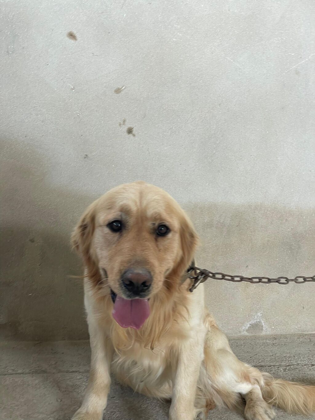 Retriever, Erkek - şəkil 2