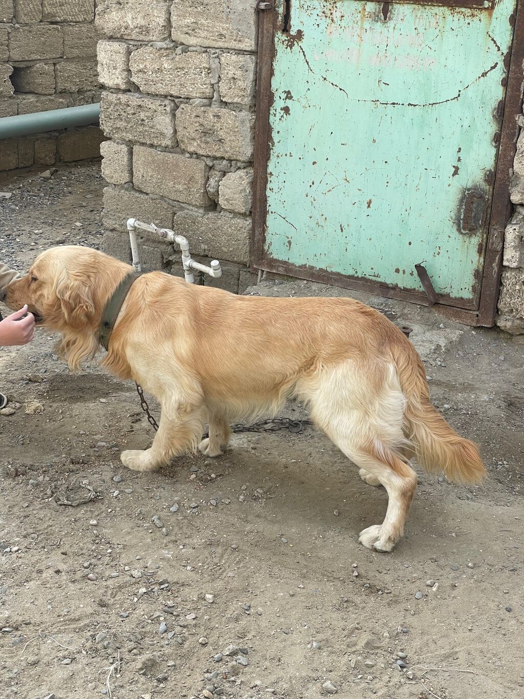 Retriever, Erkek - şəkil 3