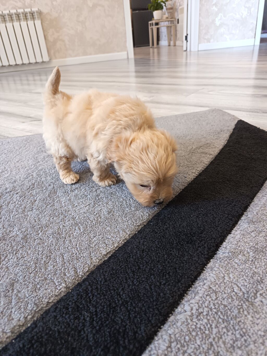 Pudel, 2 ay, Erkek - şəkil 2