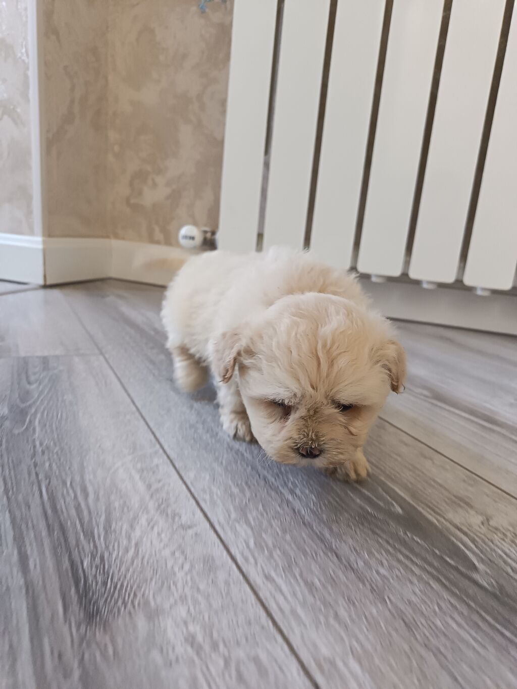 Pudel, 2 ay, Erkek - şəkil 4