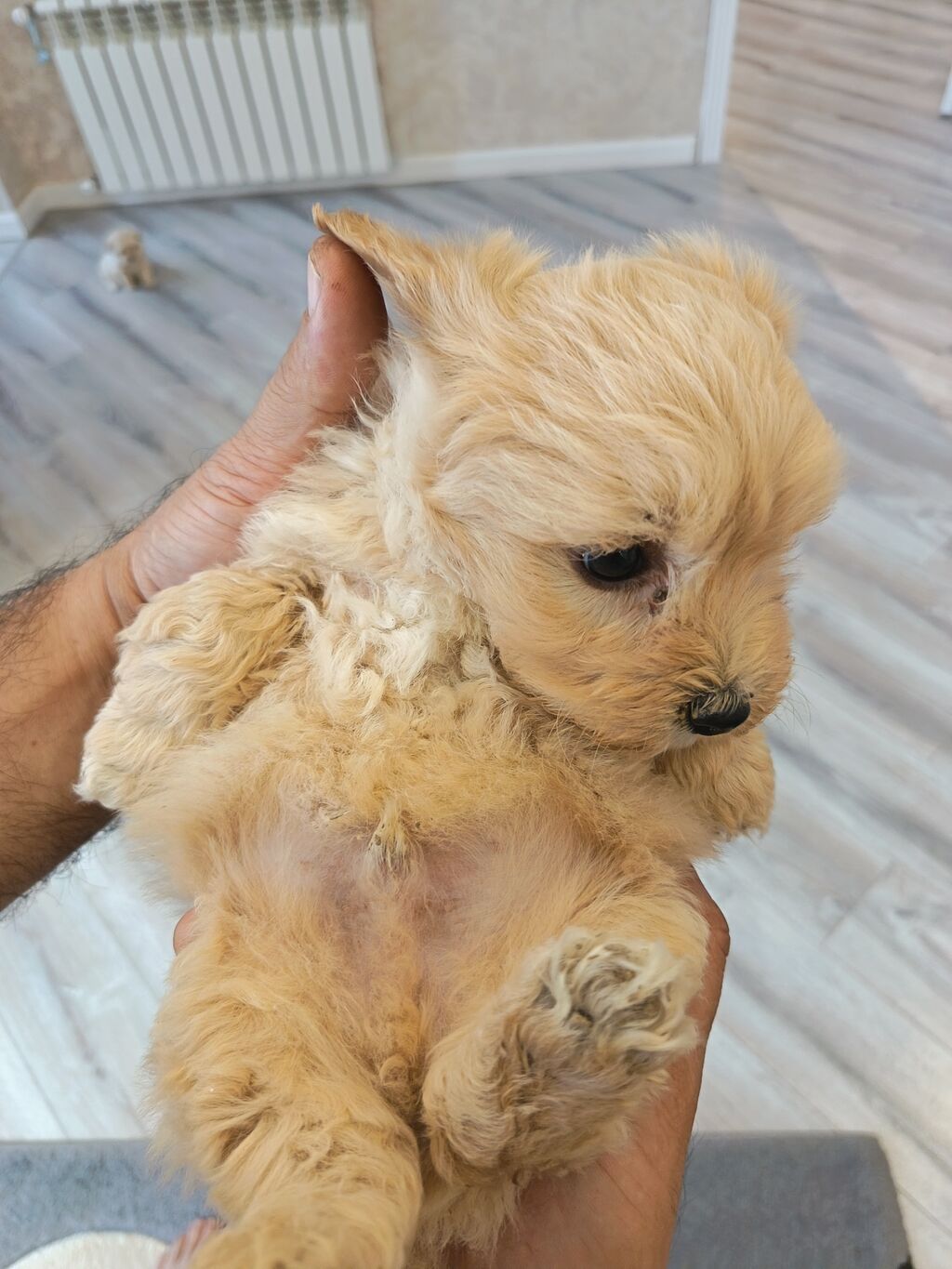 Pudel, 2 ay, Erkek - şəkil 5