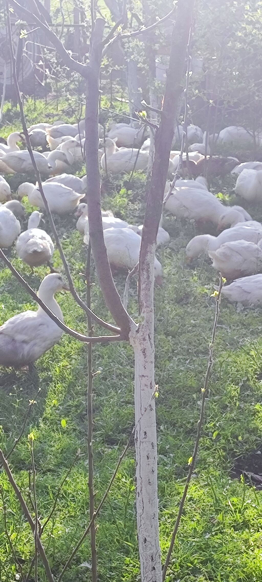 Məhsul: Ağ ördəklər (sürü halında) Təsvir: - Açıq məkanda otlaqda - şəkil 2