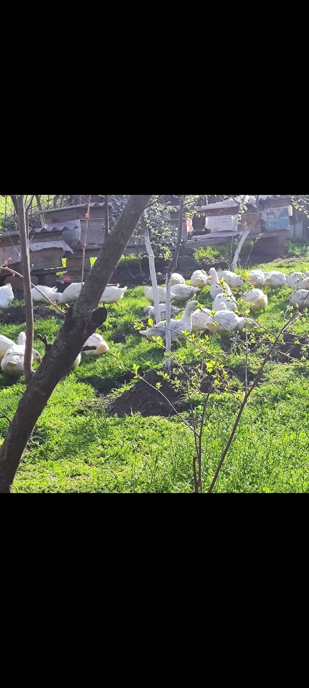 Məhsul: Ağ ördəklər (sürü halında) Təsvir: - Açıq məkanda otlaqda - şəkil 3