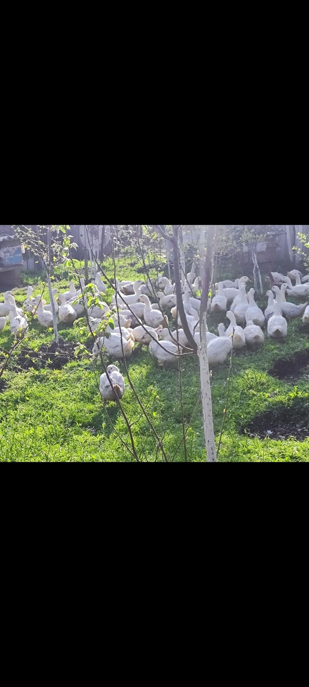 Məhsul: Ağ ördəklər (sürü halında) Təsvir: - Açıq məkanda otlaqda - şəkil 4