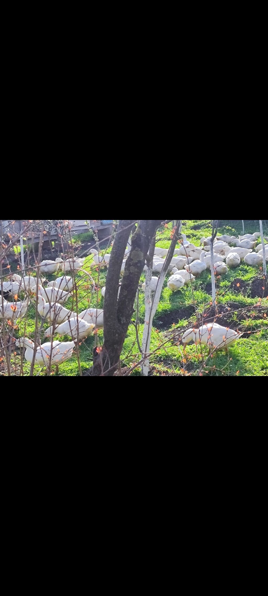 Məhsul: Ağ ördəklər (sürü halında) Təsvir: - Açıq məkanda otlaqda - şəkil 5