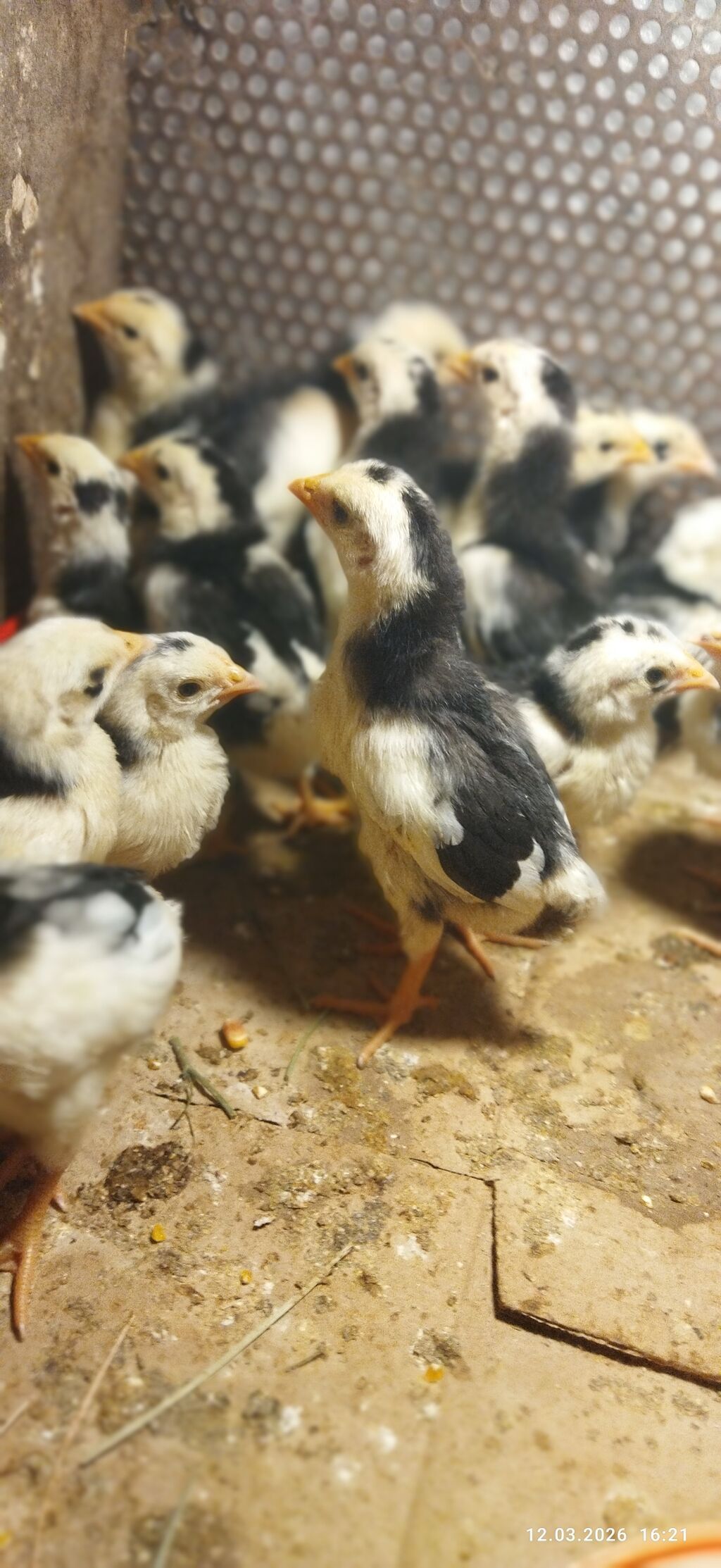 Toyuq, Damazlıq, Ödənişli çatdırılma, Ünvandan götürmə - şəkil 2