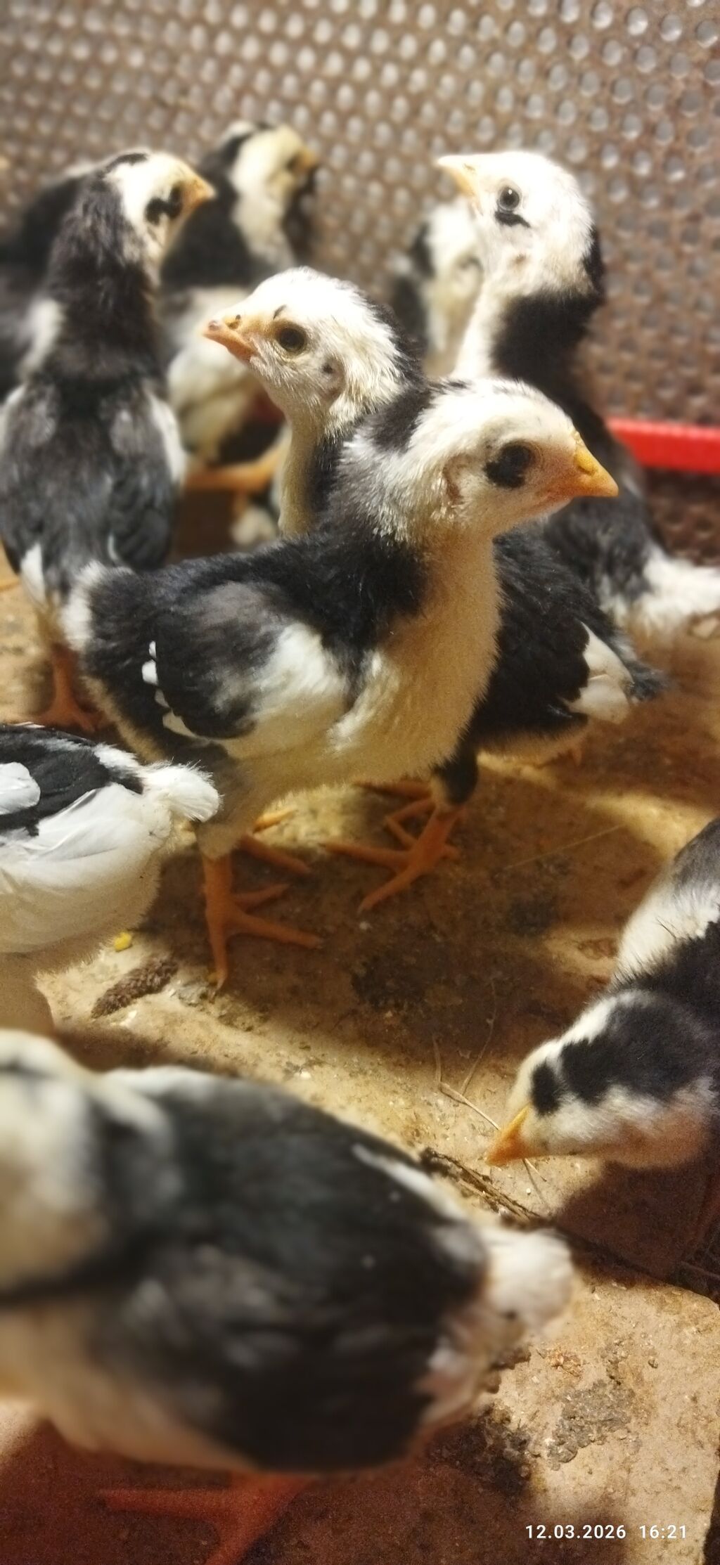 Toyuq, Damazlıq, Ödənişli çatdırılma, Ünvandan götürmə - şəkil 3