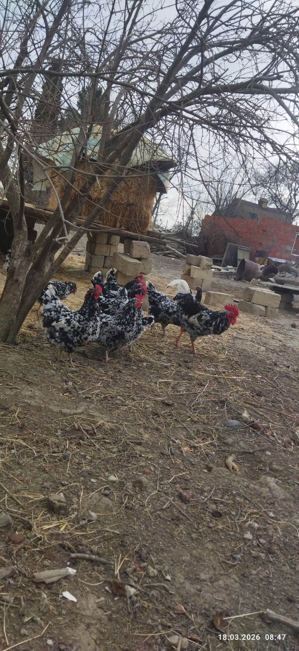 Toyuq, Damazlıq, Ödənişli çatdırılma, Ünvandan götürmə - şəkil 5