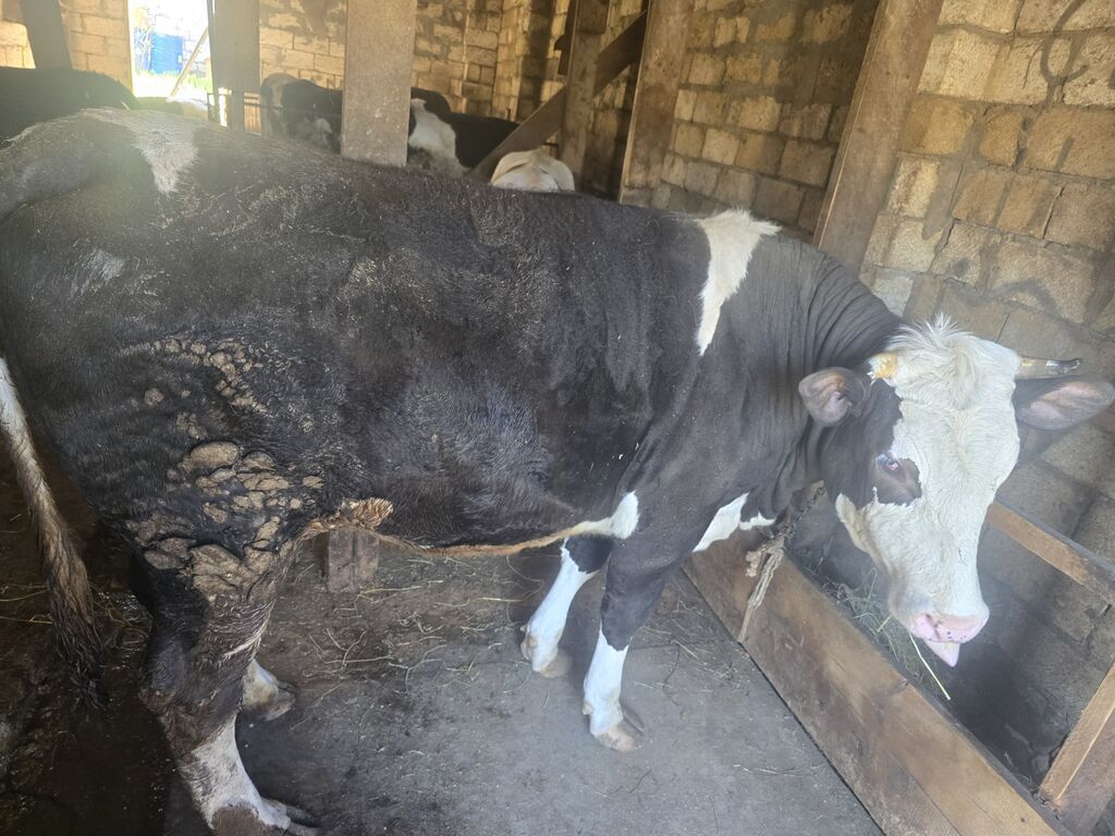 Məhsul: Dana/öküz (ətli heyvan) Təsvir: - Şəkillərdə iri cüssəli