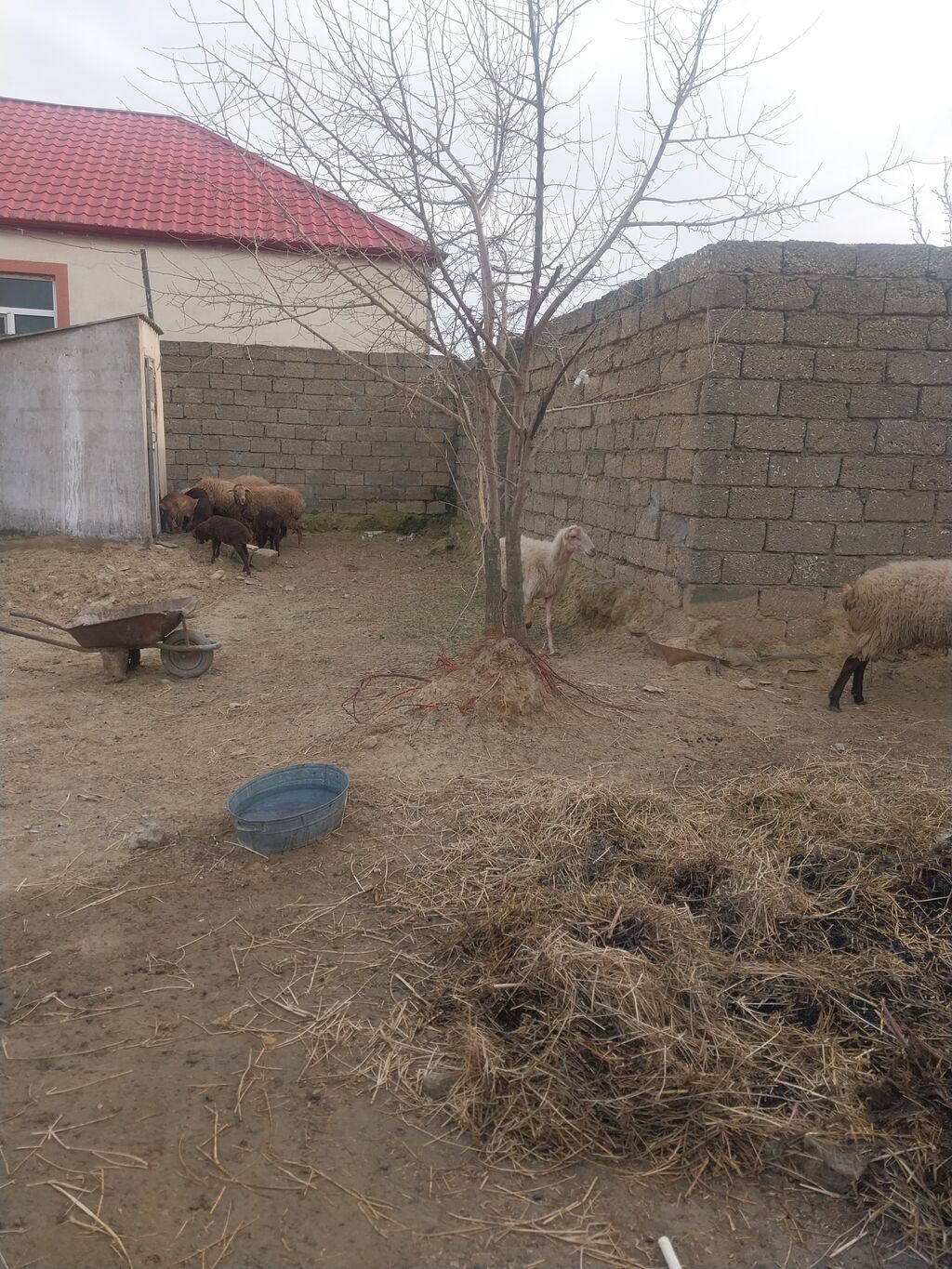 400 manatda 750 manata kimi var komda satılır ümumi 27 baş heyvandı