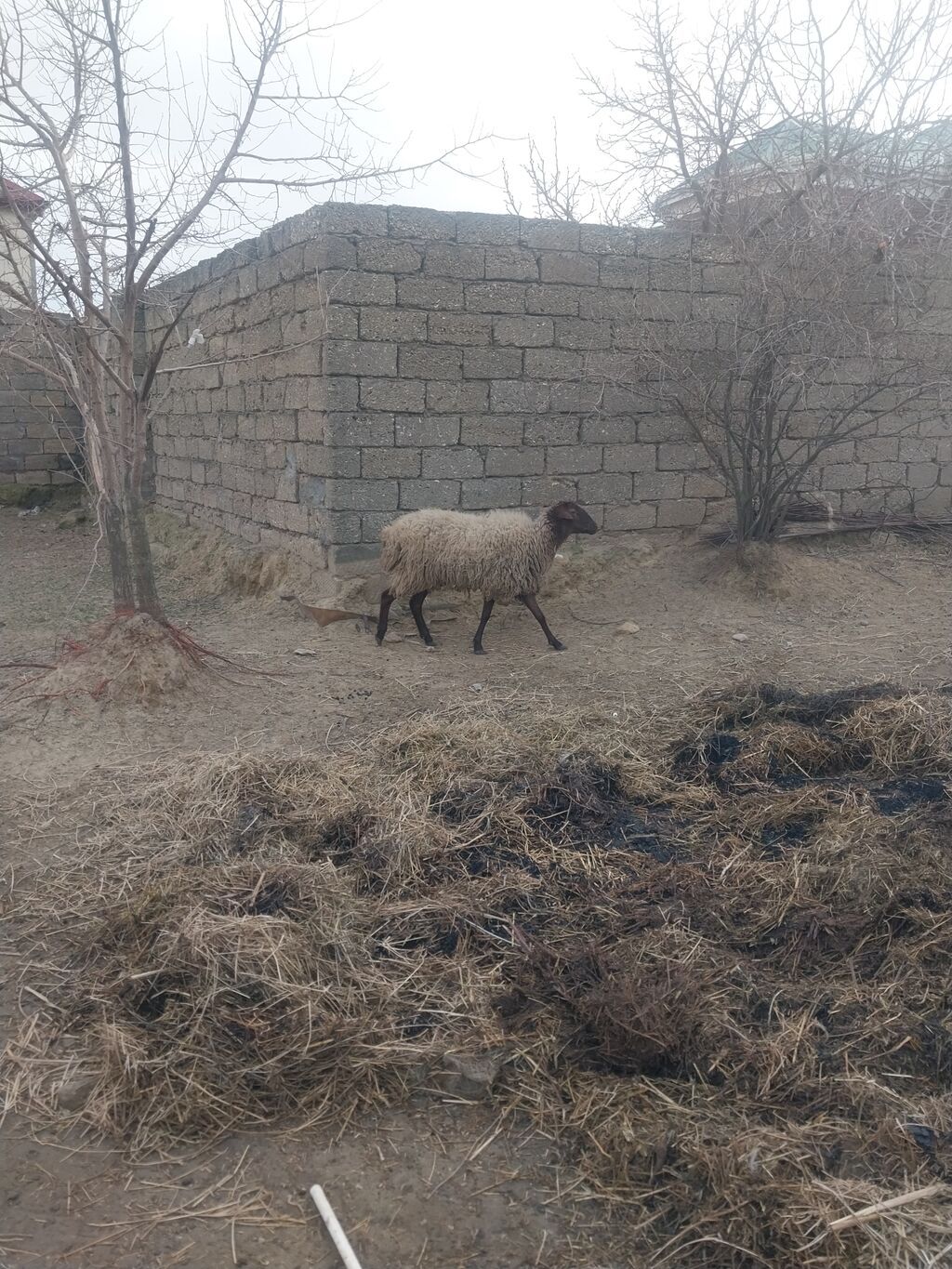 400 manatda 750 manata kimi var komda satılır ümumi 27 baş heyvandı - şəkil 2