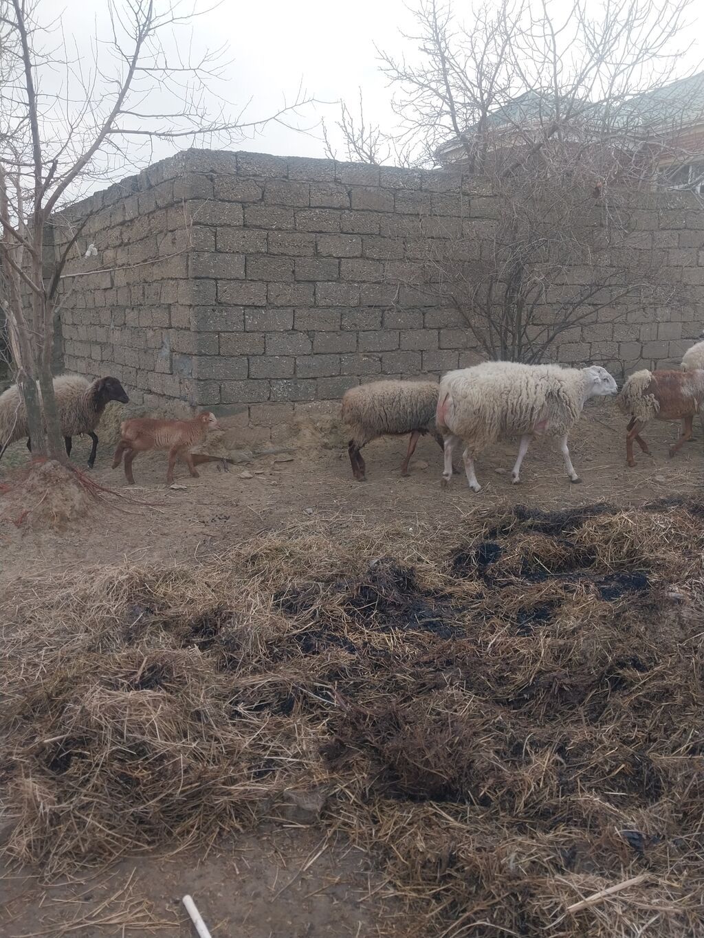 400 manatda 750 manata kimi var komda satılır ümumi 27 baş heyvandı - şəkil 3