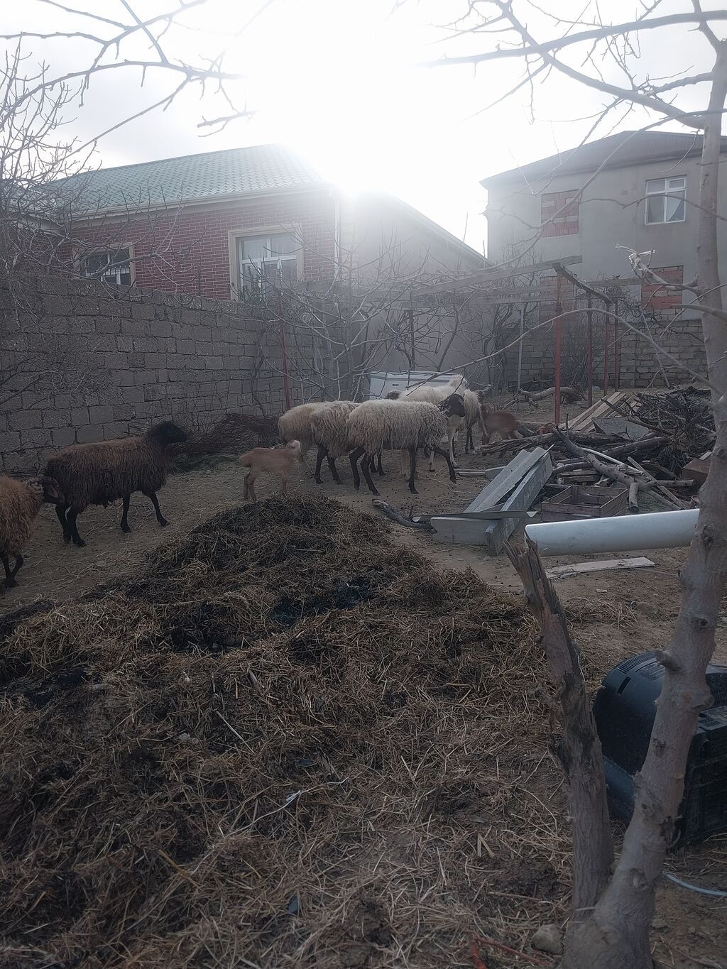 400 manatda 750 manata kimi var komda satılır ümumi 27 baş heyvandı - şəkil 4