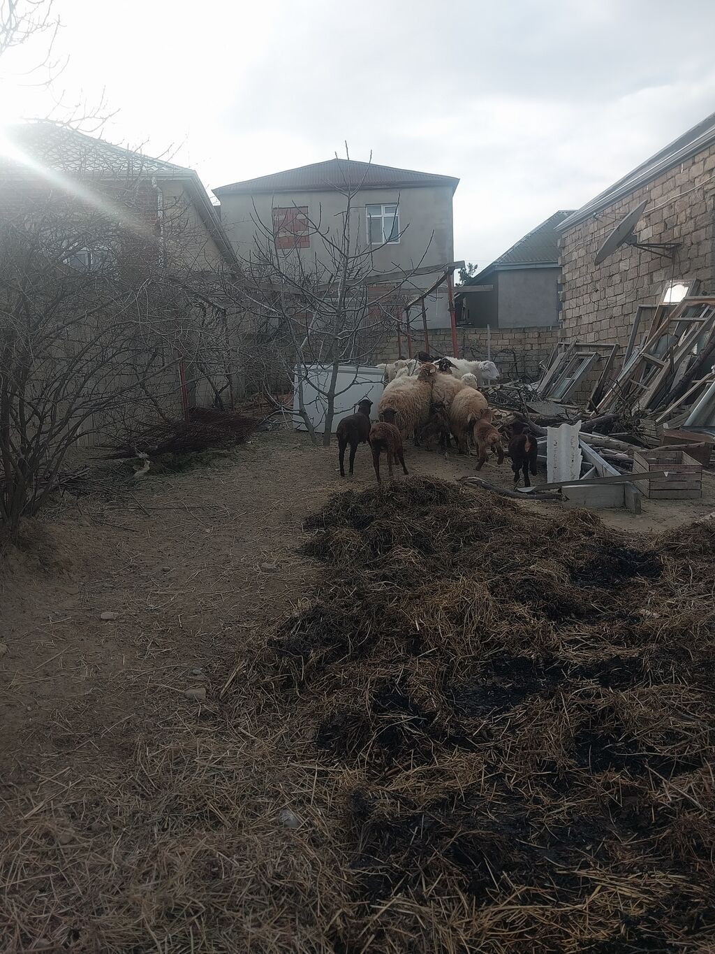 400 manatda 750 manata kimi var komda satılır ümumi 27 baş heyvandı - şəkil 5