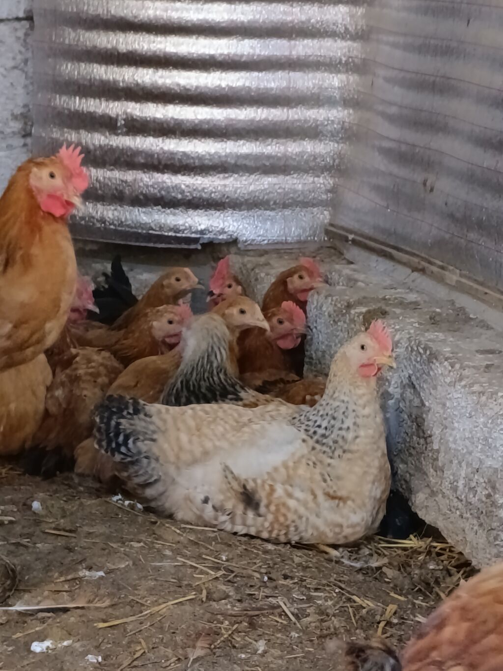 Təbii Qırmızı Sasso Çolpaları – Cəmi 12 AZN! 🐔 Tam sağlam, təbii