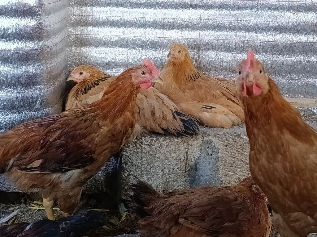 Təbii Qırmızı Sasso Çolpaları – Cəmi 12 AZN! 🐔 Tam sağlam, təbii - şəkil 3