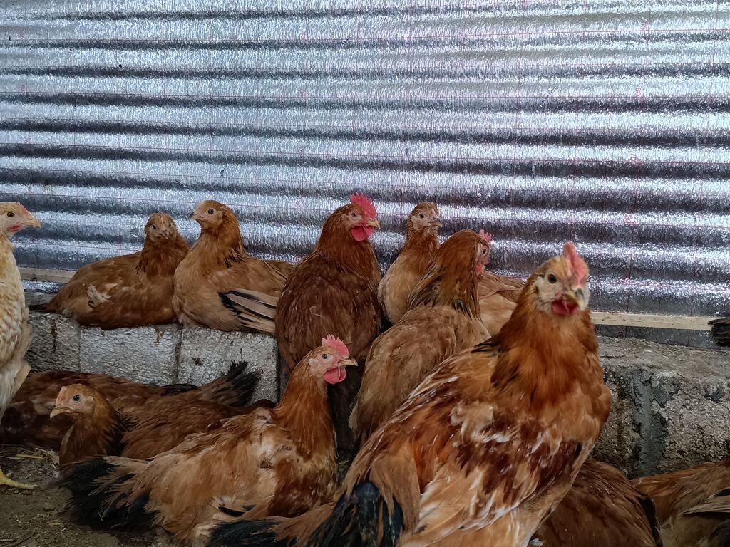 Təbii Qırmızı Sasso Çolpaları – Cəmi 12 AZN! 🐔 Tam sağlam, təbii - şəkil 5