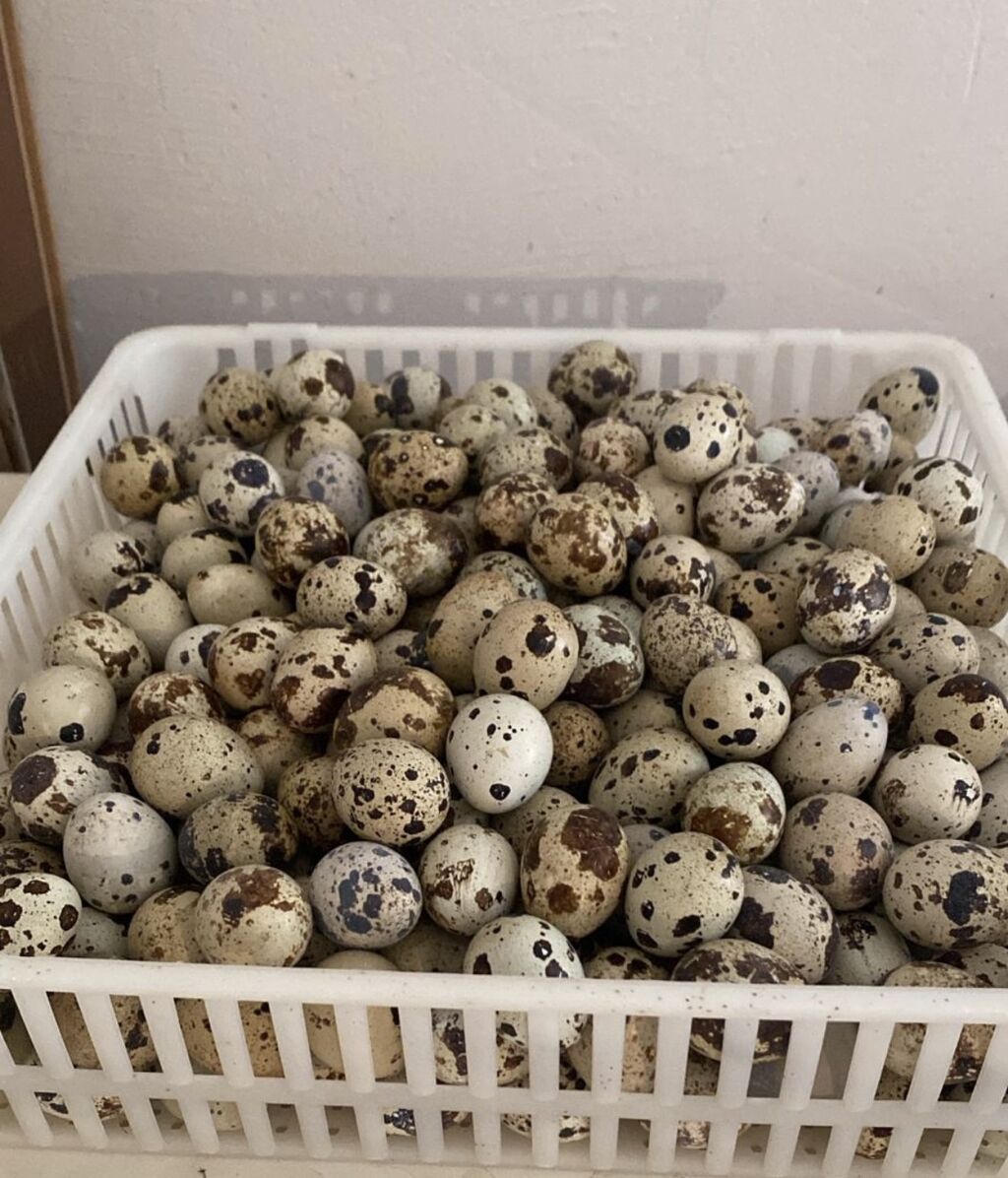 Texas sortu bildirçin, təmizlənmiş və diri şekilde, qiymətlər çəkidən